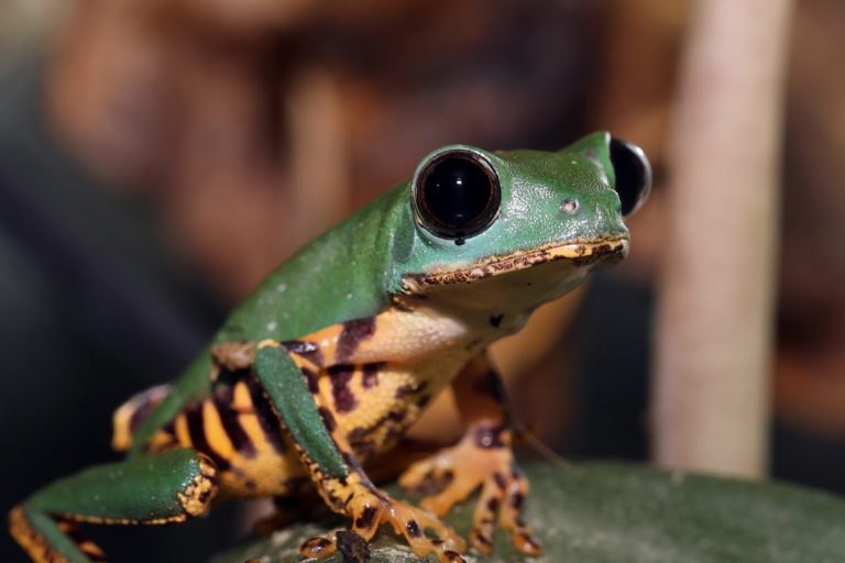 A tiger-legged monkey tree frog.