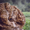Tree rings on a dead tree.