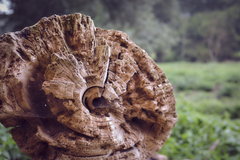 Tree rings on a dead tree.