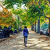 Trees by the side of streets in Brooklyn, U.S.