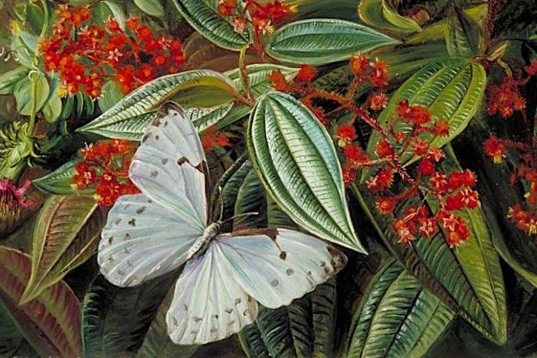 Trees laden with epiphytes in a Brazilian garden by Marianne North, 1873, via The Public Catalogue Foundation.