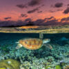 A turtle over coral reefs off the coast of Australia.