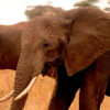 African elephant eating savanna grass in Tanzania. Image by Rhett A. Butler for Mongabay.