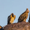 Different species of vultures congregated together.