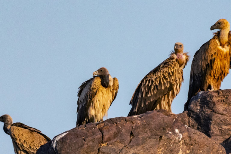 Different species of vultures congregated together.