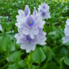 Water hyacinth (Eichhornia crassipes) takes over the surface of lakes.