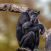 A Western chimpanzee (Pan troglodytes verus).