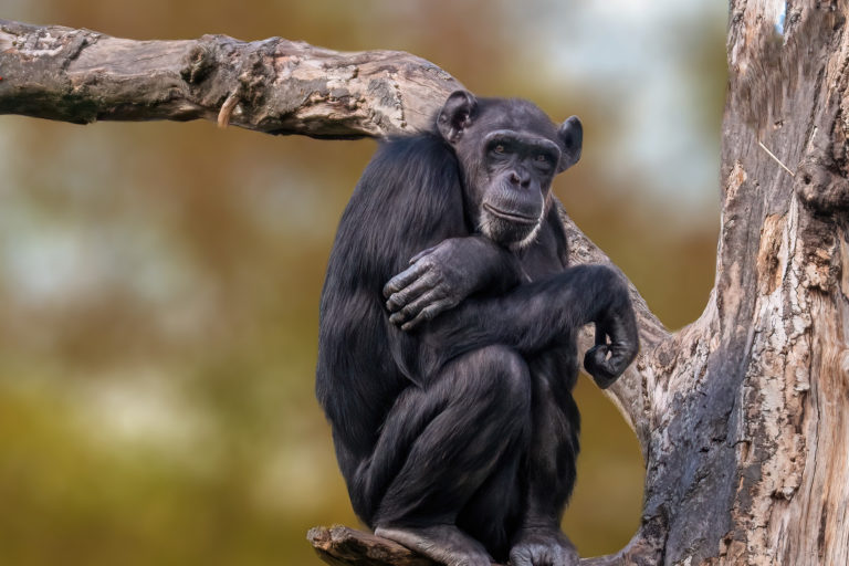 A Western chimpanzee (Pan troglodytes verus).