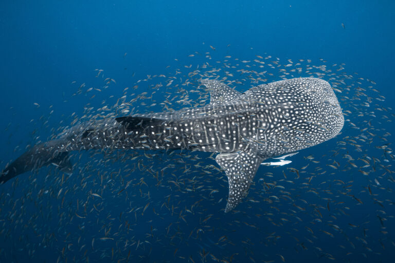 A whale shark.