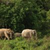 A herd of wild elephants in Thailand.