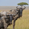 Wildebeest in the savannas.