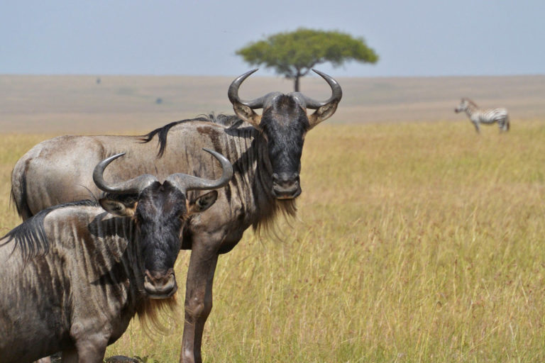 Wildebeest in the savannas.