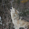 A howling wolf