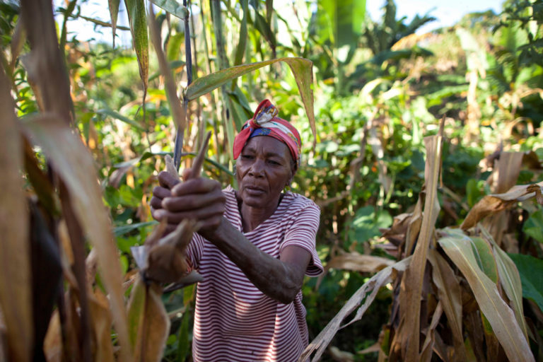 A farmer embracing agroecological approaches in Haiti. Photo credit: Ben Depp