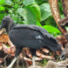 An American black vulture in Nepal.