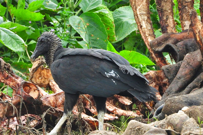 An American black vulture in Nepal.
