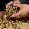A cordycep dealer.