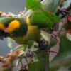 Yellow eared parrot, (Ognorhynchus icterotis) photographed in Jardin, Antioquia, Colombia. Image by Félix Uribe via Flickr (CC BY-SA 2.0).