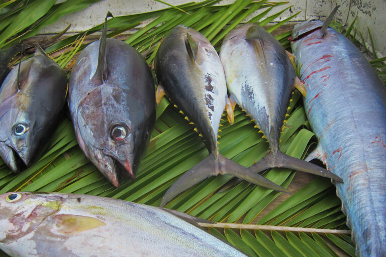 Yellowfin tuna catch laid out on leaves.