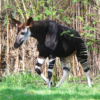 Okapis (Okapia johnstoni) are related to giraffes. Image in the public domain.