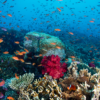 Coral reef ecosystem in Fiji. Photo courtesy of Global Fund for Coral Reefs.