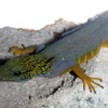 Rock gecko
