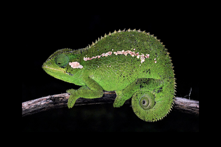 The new chameleon species, Trioceros wolfgangboehmei