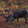 Caribou, a vital food source for Indigenous peoples in Canada, is already a threatened species. Climate change is predicted to drive a further decline in their numbers and range. The peatlands are a favored habitat for these animals and help them escape from wolves, which find it hard to navigate in the swampy peatlands. Image by Bauer, Erwin and Peggy, U.S. Fish and Wildlife Service via Wikimedia Commons (Public domain).