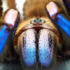 The electric-blue tarantula, Chilobrachys natanicharum, found in Thailand. Image courtesy of Yuranan Nanthaisong