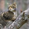 Scottish wildcat. Photo courtesy of Stewart Grant/Cairngorms National Park.