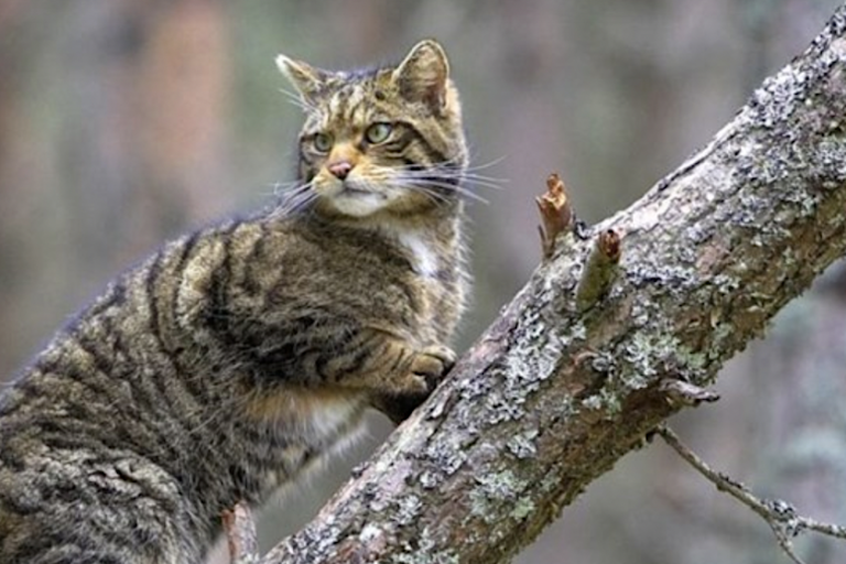 Scottish wildcat. Photo courtesy of Stewart Grant/Cairngorms National Park.